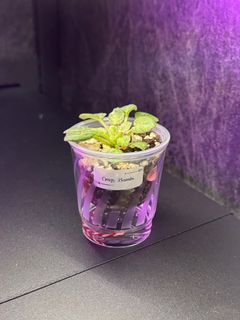 （分類：）位於 。 由 cc_agave 提交（商品編號 1340631022，圖片 1）。簡介： 。