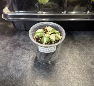 （分類：）位於 。 由 cc_agave 提交（商品編號 1340631556，圖片 1）。簡介： 。