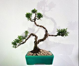 (Category: ) located in . Submitted by naokibonsai (Listing ID 1340597365, Image 1). Description: .