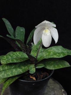 Paphiopedilum species and hybrids Collection item 3