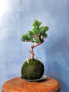 (Category: ) located in . Submitted by green_canopy_ideas (Listing ID 1340581368, Image 1). Description: .