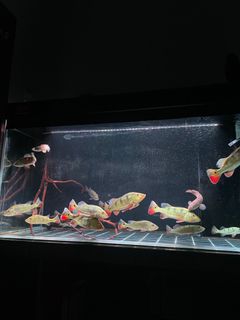 (Category: ) located in . Submitted by nialsaquatic1 (Listing ID 1340607918, Image 1). Description: .