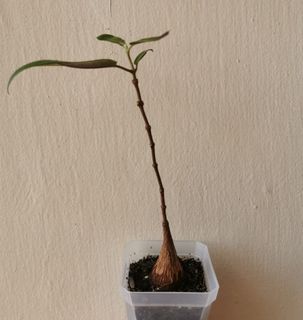(Category: ) located in . Submitted by HomeGreenery (Listing ID 1340481172, Image 1). Description: .