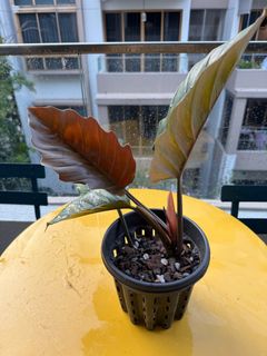 (Category: ) located in . Submitted by binghaoyap (Listing ID 1340618332, Image 1). Description: .
