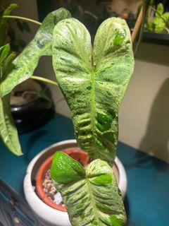 （分類：）位於 。 由 robertbur47932 提交（商品編號 1340661226，圖片 1）。簡介： 。