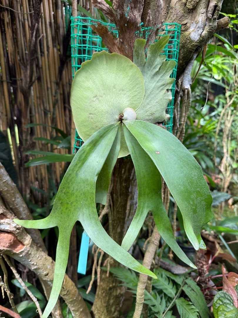 Platycerium willinchi Java (Category: Plants & Seeds) located in Singapore. Submitted by mahimahi (Listing ID 1340713888, Image 1). Description: Beautiful staghorn from Java, that’s is easy to grow, green and stable as I have grown it for a while, suitable for apartment ..