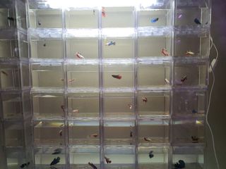 (Category: ) located in . Submitted by willsell2017 (Listing ID 1283530955, Image 1). Description: .