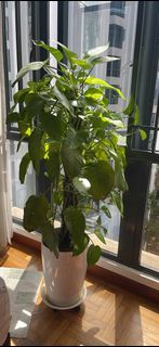(Category: ) located in . Submitted by garima1234 (Listing ID 1283465429, Image 1). Description: .