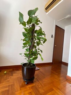 (Category: ) located in . Submitted by garima1234 (Listing ID 1283460787, Image 1). Description: .