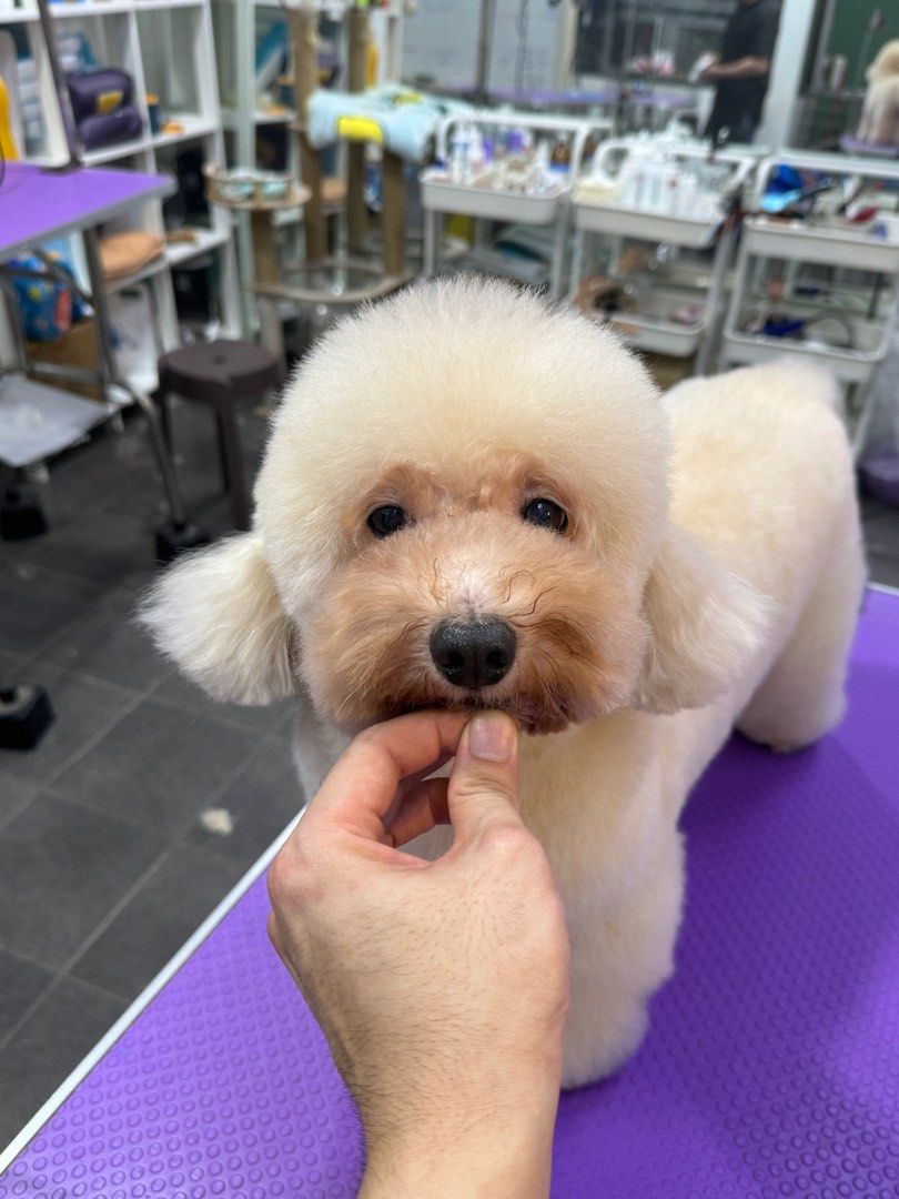 Dog Grooming Bichon Puppy Cut Bichon Puppy Cut 13+ Thousand Bichon