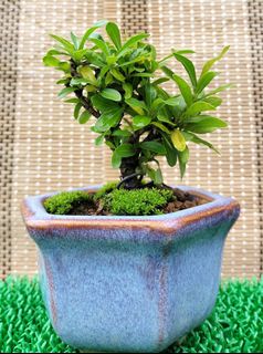 (Category: ) located in . Submitted by bonsai168 (Listing ID 1283590037, Image 1). Description: .