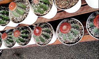 MELO cactus
