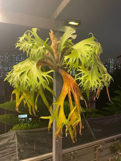 （分類：）位於 。 由 pteridology 提交（商品編號 1283589469，圖片 1）。簡介： 。
