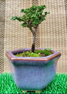(Category: ) located in . Submitted by bonsai168 (Listing ID 1283590914, Image 1). Description: .
