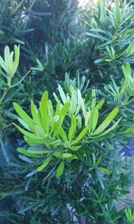 (Category: ) located in . Submitted by urban.cultivar (Listing ID 1283549917, Image 1). Description: .