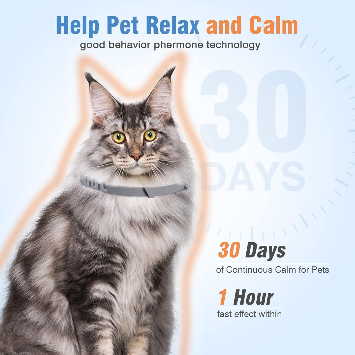 View of The Best Cat Calming Collars That Actually Work