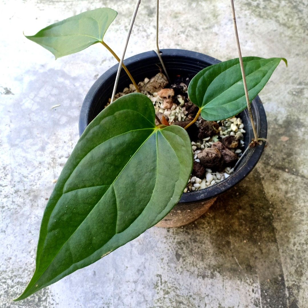 Anthurium Formosum Pink x Veitchii Narrow, Furniture & Home Living,  Gardening, Plants & Seeds on Carousell