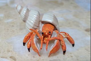 (Category: ) located in . Submitted by beachonestop (Listing ID 1285940933, Image 1). Description: .