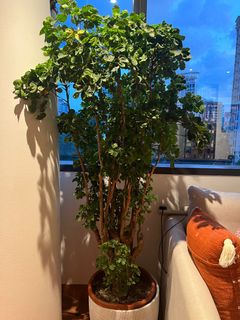 (Category: ) located in . Submitted by letpiq (Listing ID 1285910283, Image 1). Description: .