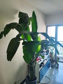 （分類：）位於 。 由 mic_in_hk 提交（商品編號 1286041688，圖片 1）。簡介： 。