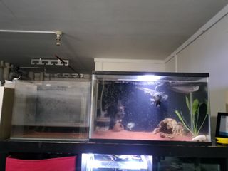 (Category: ) located in . Submitted by aisaisais (Listing ID 1286110251, Image 1). Description: .