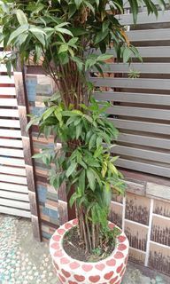 bamboo fortune plant with concrete paso