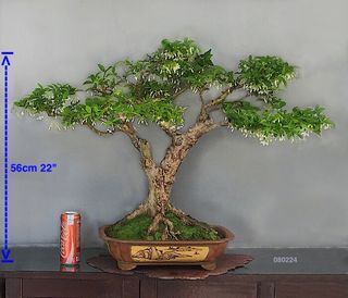 (Category: ) located in . Submitted by penjing (Listing ID 1285362409, Image 1). Description: .