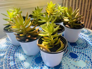 3 Pots Easy to Grow Succulent Plants for Sale