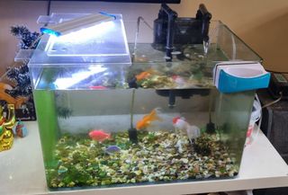 (Category: ) located in . Submitted by konzkw (Listing ID 1286248024, Image 1). Description: .