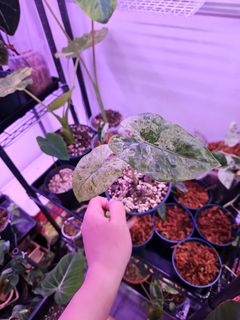 （分類：）位於 。 由 plant_yeah 提交（商品編號 1286554575，圖片 1）。簡介： 。