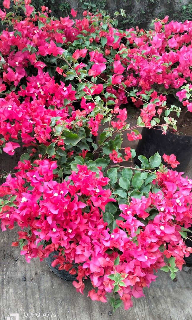 bongavilla big pot (Category: Plants & Seeds) located in Silang. Submitted by luckykoki2018 (Listing ID 1286475154, Image 2). Description: .