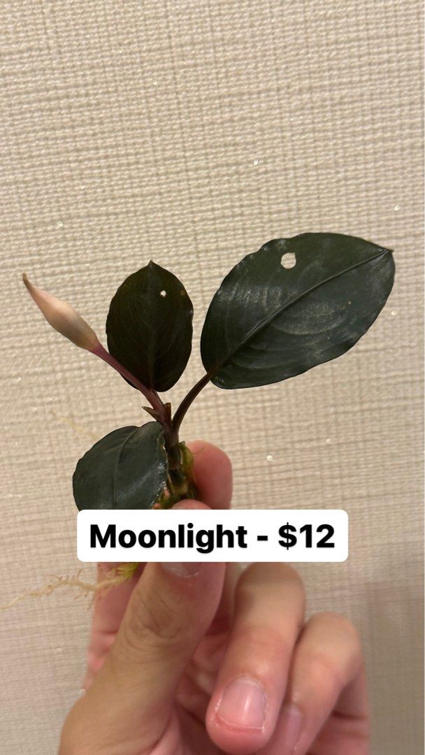 Bucephalandra『Moonlight』5株 フォロワ-割引、オマケ Bucephalandra