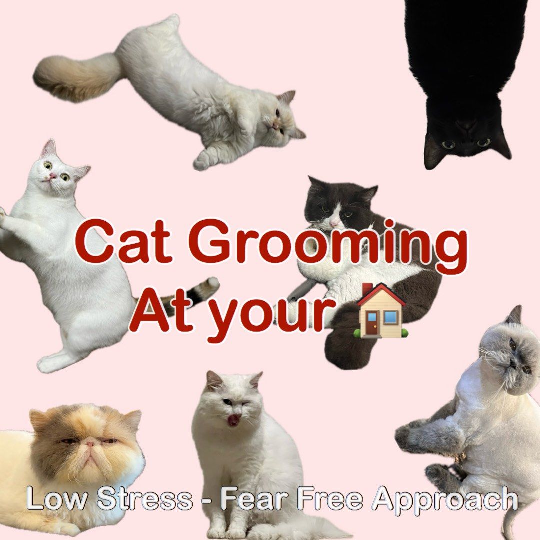 Cat grooming store house calls