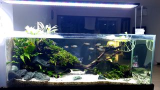 (Category: ) located in . Submitted by peterchoo534-0 (Listing ID 1286443366, Image 1). Description: .