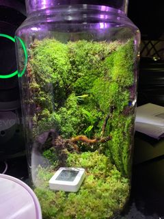 (Category: ) located in . Submitted by terrariumscapesg (Listing ID 1286409322, Image 1). Description: .