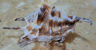 (Category: ) located in . Submitted by beachonestop (Listing ID 1286557827, Image 1). Description: .