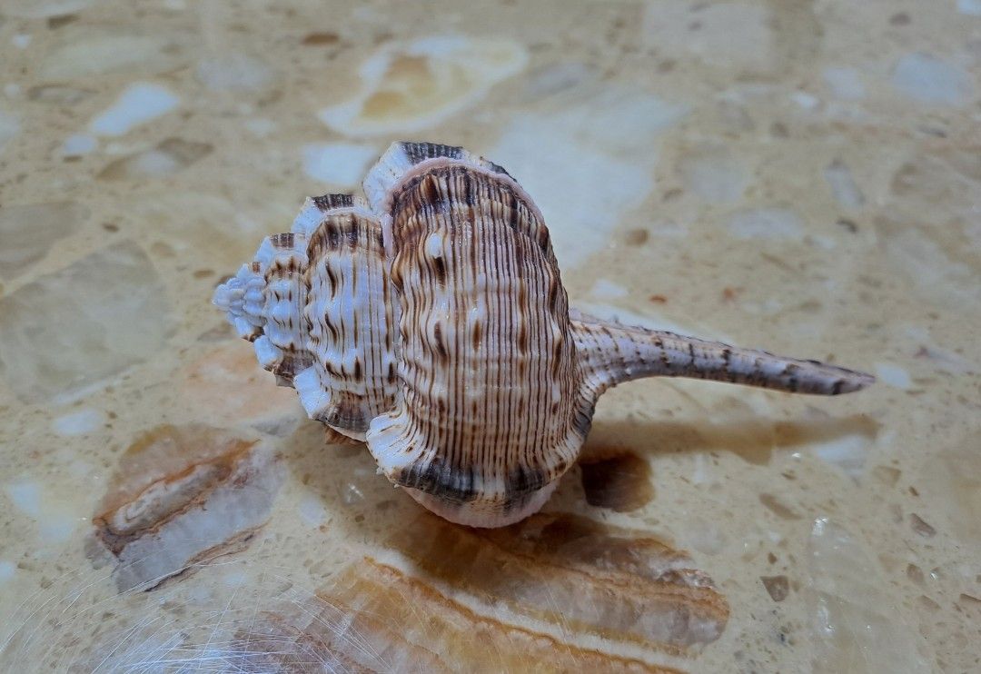 Seashell (B) (Category: Everything Else) located in Singapore. Submitted by beachonestop (Listing ID 1286558937, Image 3). Description: 10.6cm (L)x 4.7cm (W).