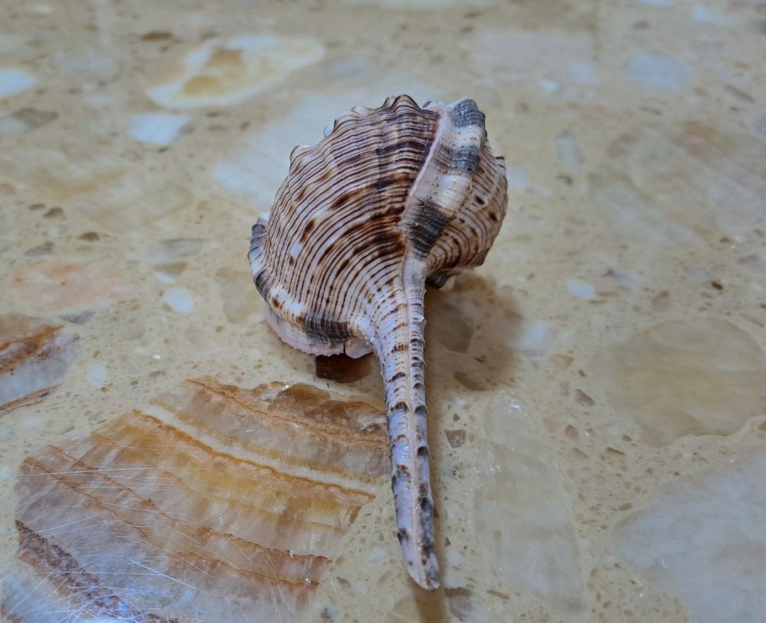 Seashell (B) (Category: Everything Else) located in Singapore. Submitted by beachonestop (Listing ID 1286558937, Image 2). Description: 10.6cm (L)x 4.7cm (W).