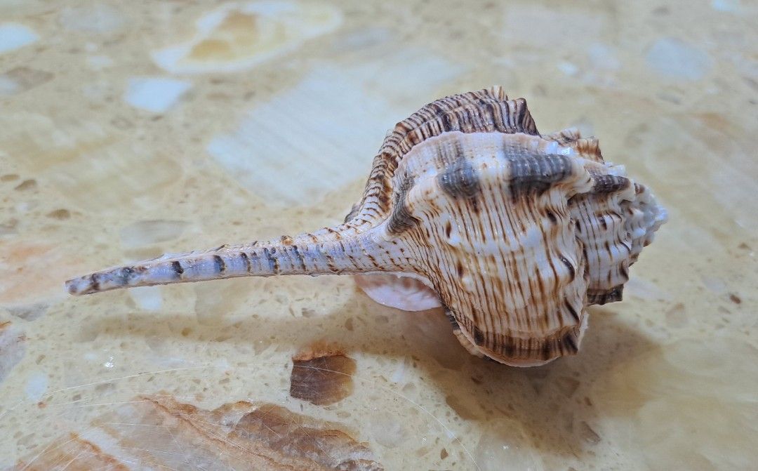 Seashell (B) (Category: Everything Else) located in Singapore. Submitted by beachonestop (Listing ID 1286558937, Image 1). Description: 10.6cm (L)x 4.7cm (W).