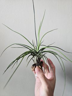 (Category: ) located in . Submitted by tillygalore (Listing ID 1286502268, Image 1). Description: .