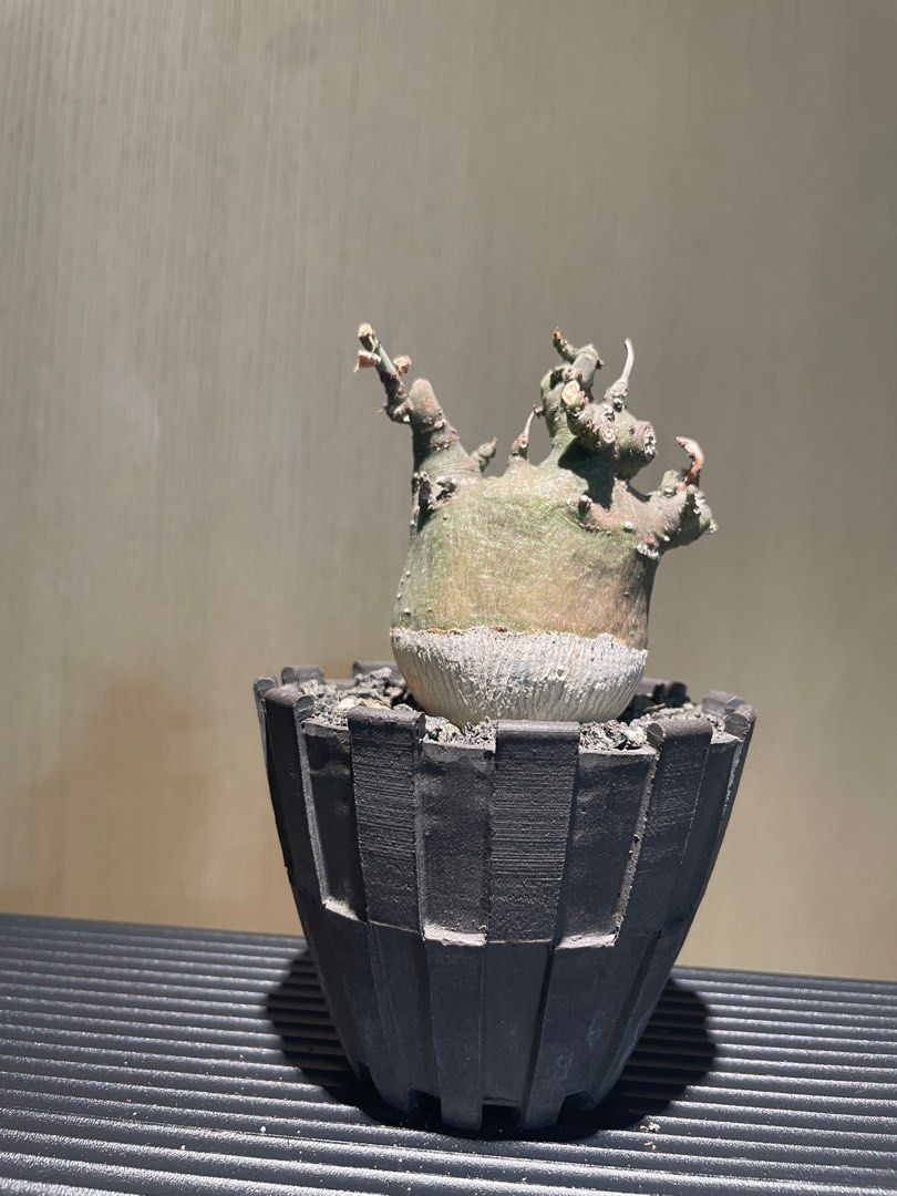 アーネストハーツ　earnest hearts earnest hearts アーネストハーツ2nd kousei