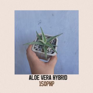 Aloe Vera Hybrid