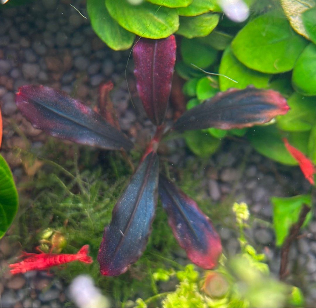 Brownie ghost 2011 bucephalandra/ bg11, anubias pinto/broad white