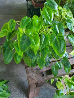 Variegated Cupid Peperomia plant, Furniture & Home Living, Gardening, Plants  & Seeds on Carousell