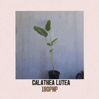 Calathea Lutea