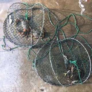 99 Throw Fishing Net, Looking For on Carousell