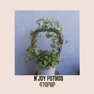 N'Joy Pothos