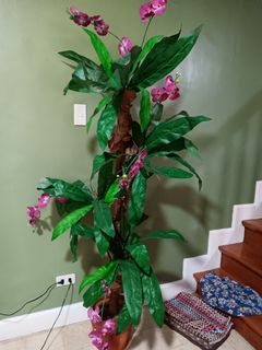 ORNAMENTAl orchids plants
