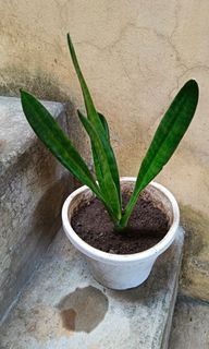 Snake plant in a white pot