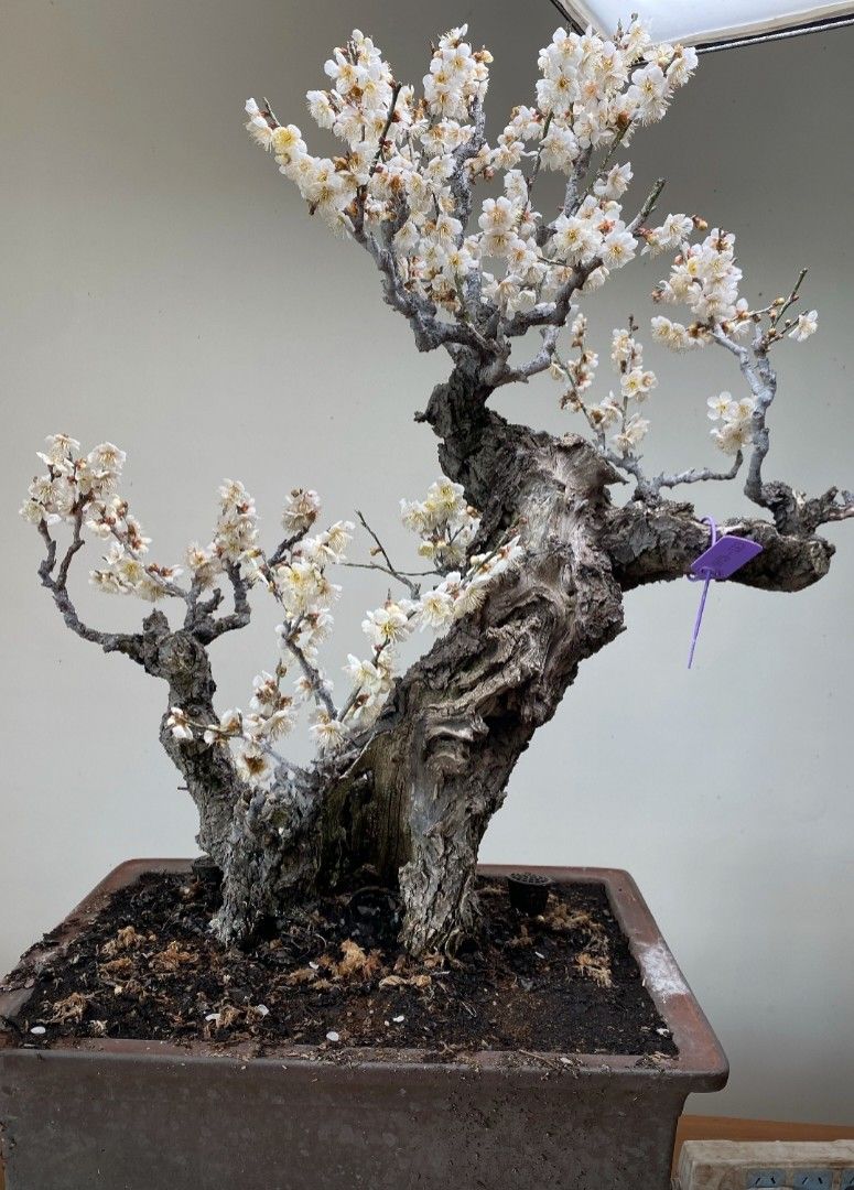 甲州野梅 山木 超極太幹 白一重 甲州野梅 山木 超極太幹